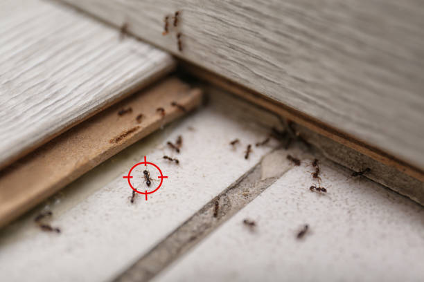 Best Flea Control Services  in Nesquehoning, PA