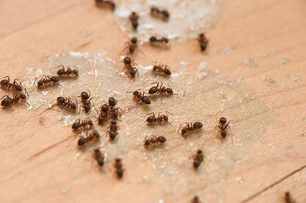 Best Wasp Removal Services  in Nesquehoning, PA